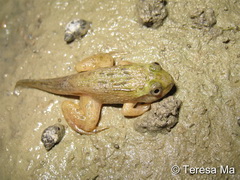 metamorph